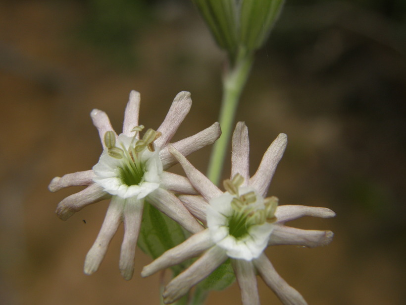 Silene scouleri ssp. pringlei