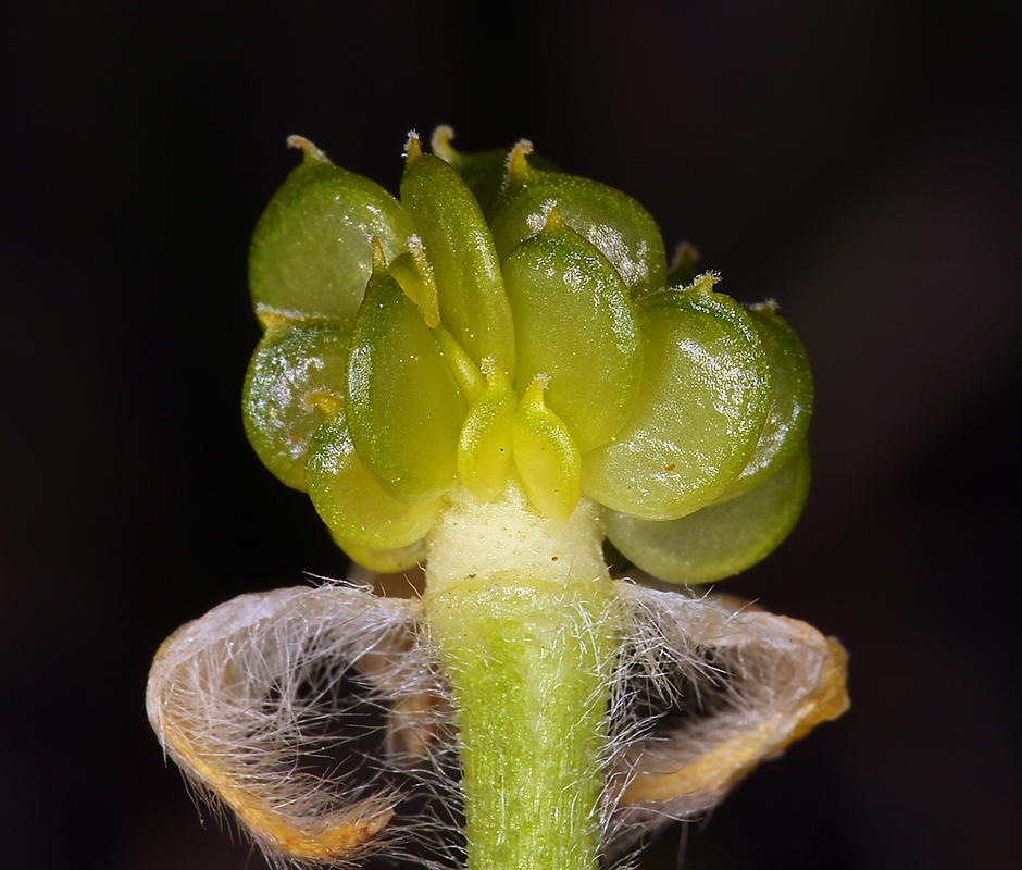 Ranunculus californicus var. californicus