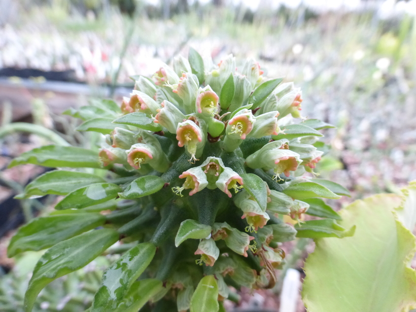 Euphorbia schubei