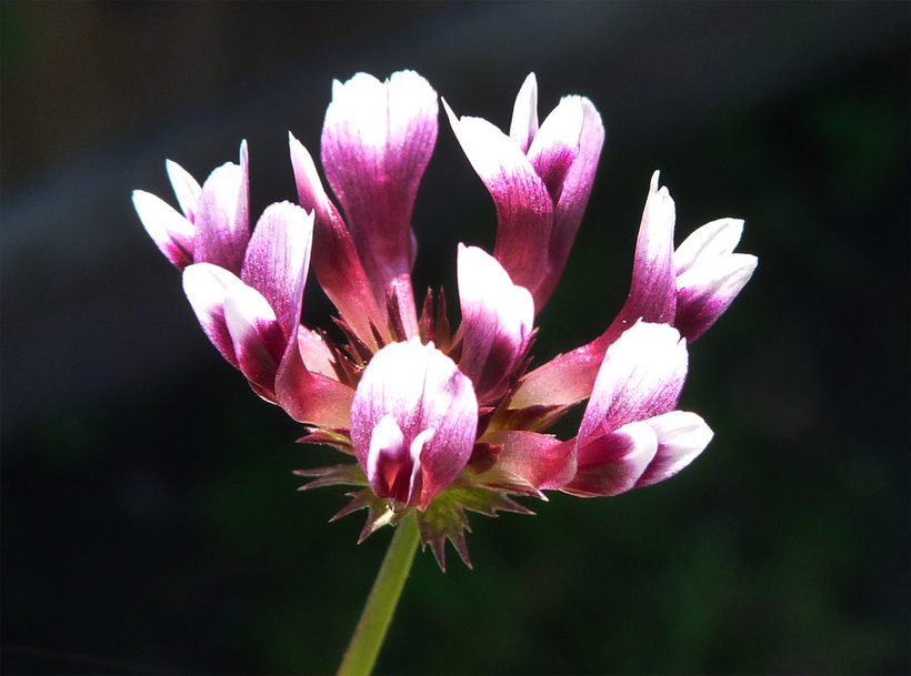 Trifolium rostratum