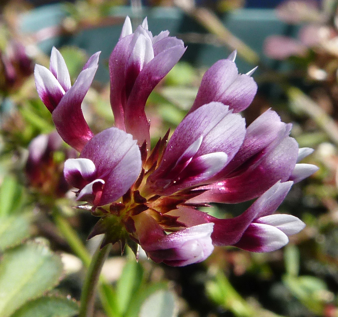 Trifolium rostratum