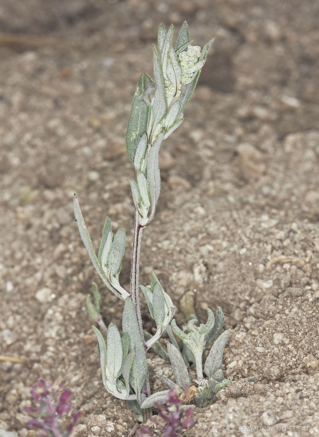 Chenopodium sp. (aff. pratericola)