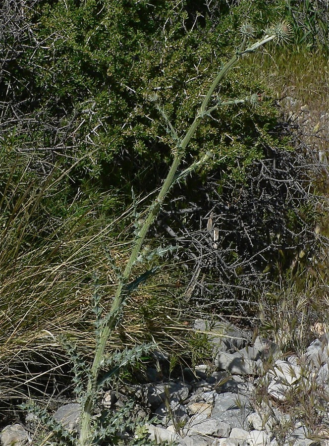Cirsium neomexicanum