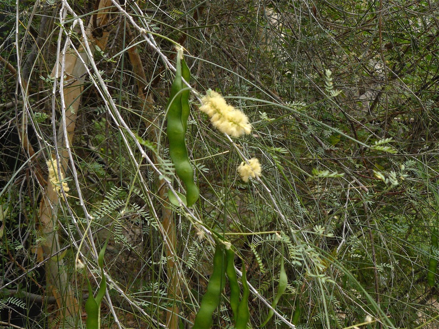 Acacia willardiana