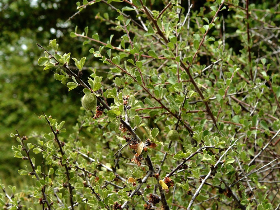 Prunus havardii