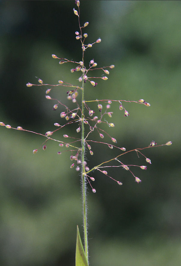Panicum acuminatum var. fasciculatum