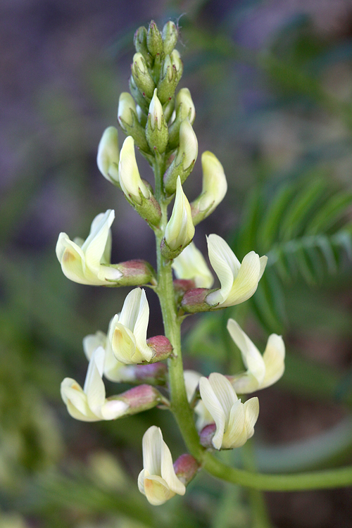 Astragalus trichopodus var. phoxus