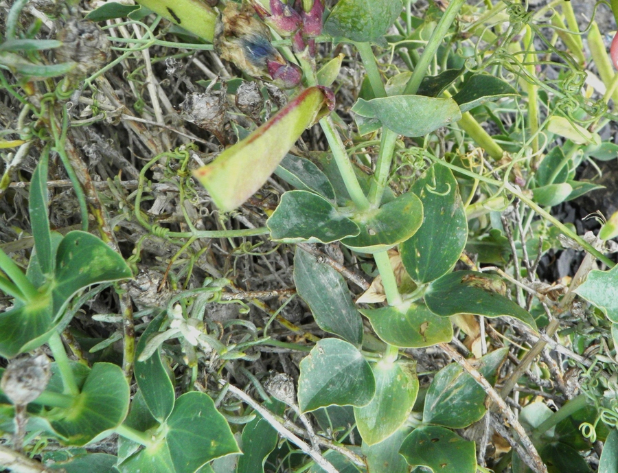 Lathyrus magellanicus