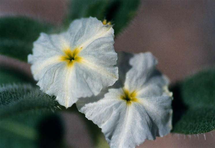 Heliotropium convolvulaceum var. californicum