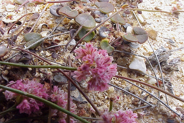 Eriogonum apricum var. prostratum