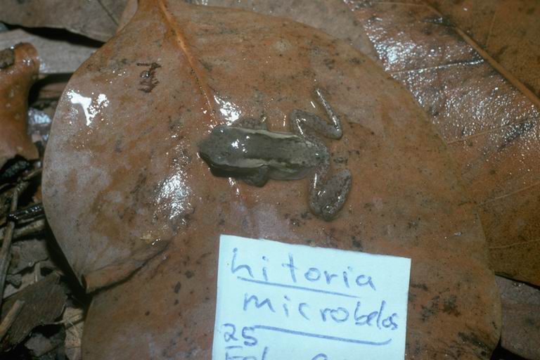Litoria microbelos Litoria microbelos