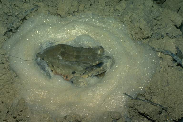 Leptodactylus knudseni Leptodactylus knudseni