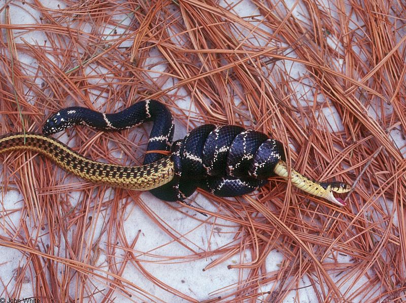 CalPhotos: Lampropeltis Getula Getula; Eastern Kingsnake