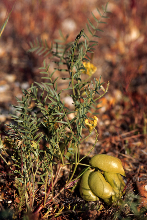 Astragalus douglasii var. douglasii