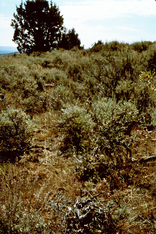 Cordylanthus capitatus