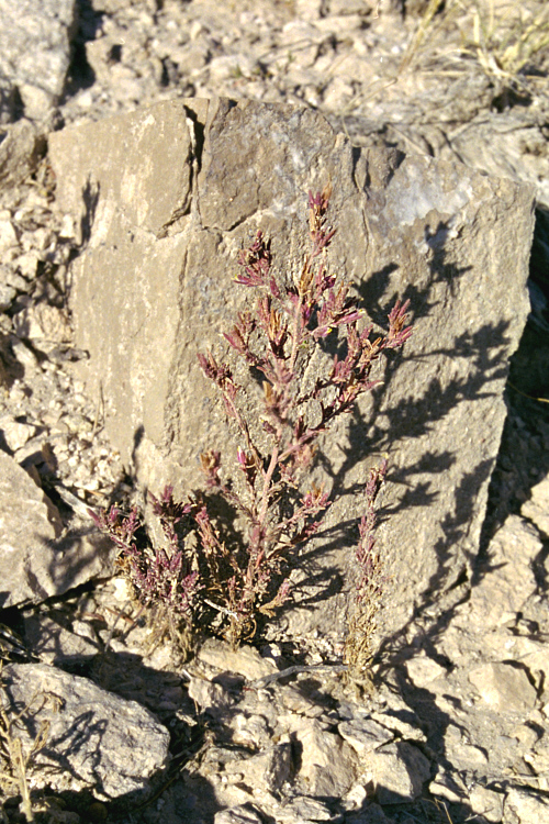 Cordylanthus parviflorus
