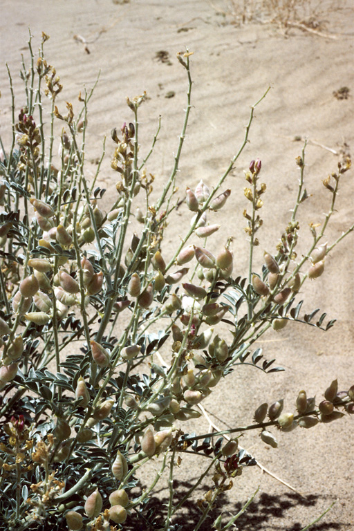 Astragalus lentiginosus var. micans