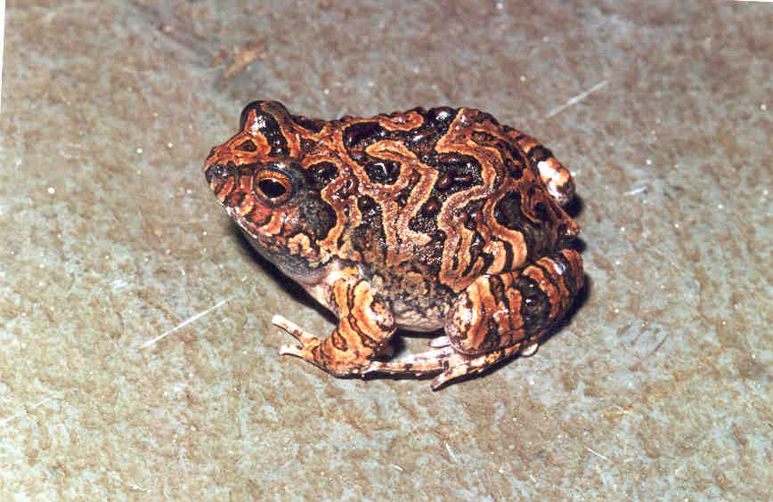 Physalaemus marmoratus Physalaemus marmoratus