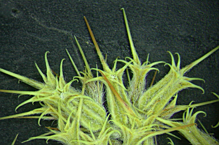 Chorizanthe uniaristata