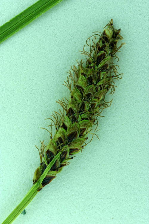 Carex scirpoidea var. pseudoscirpoidea