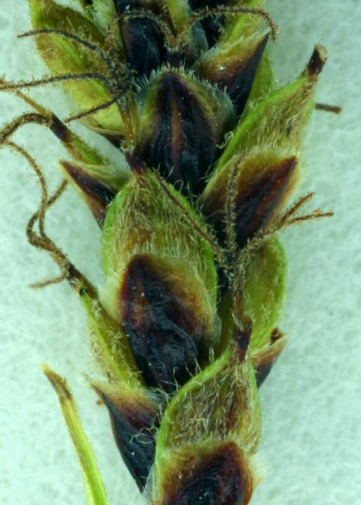 Carex scirpoidea var. pseudoscirpoidea