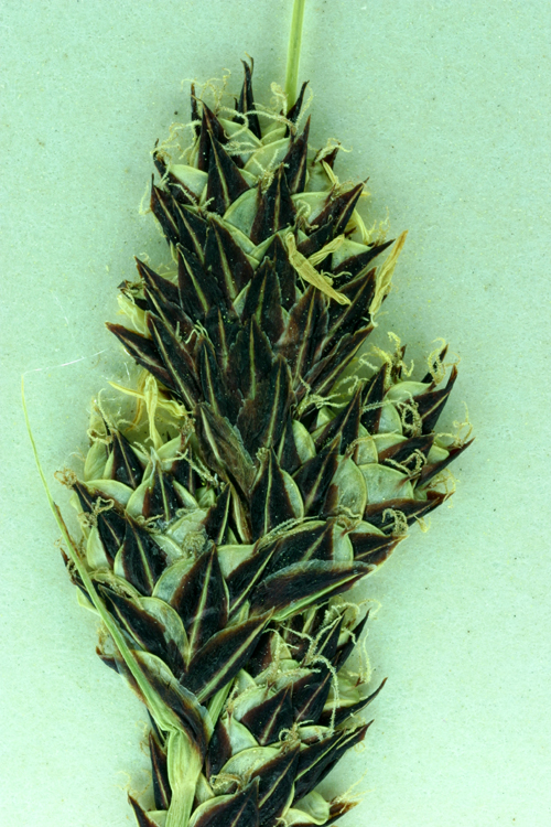 Carex spectabilis