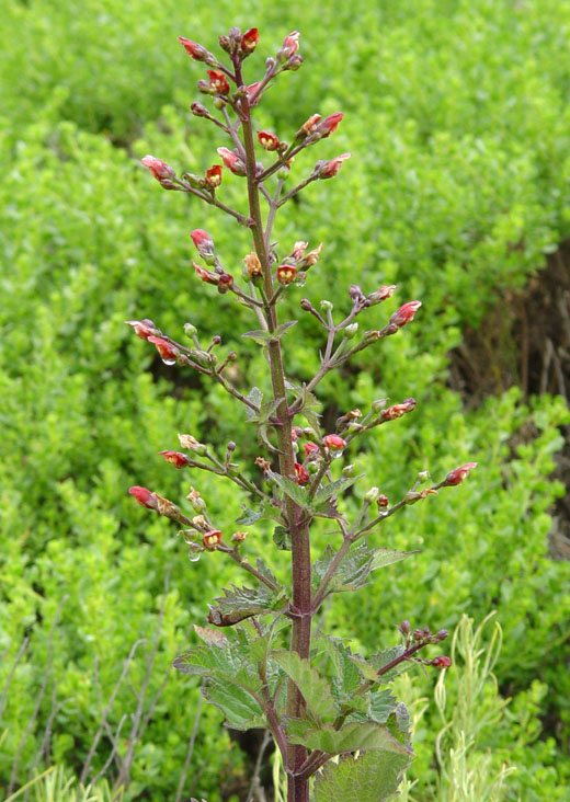 Scrophularia californica Scrophularia californica