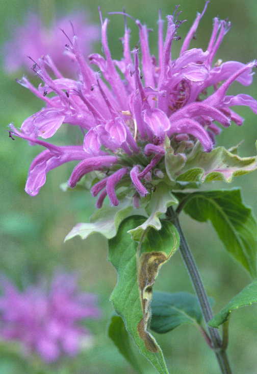 Monarda fistulosa var. menthifolia