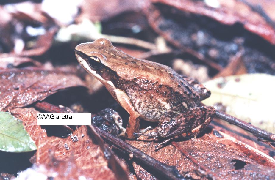 Crossodactylus sp. Crossodactylus sp.