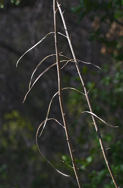 Streptanthus campestris