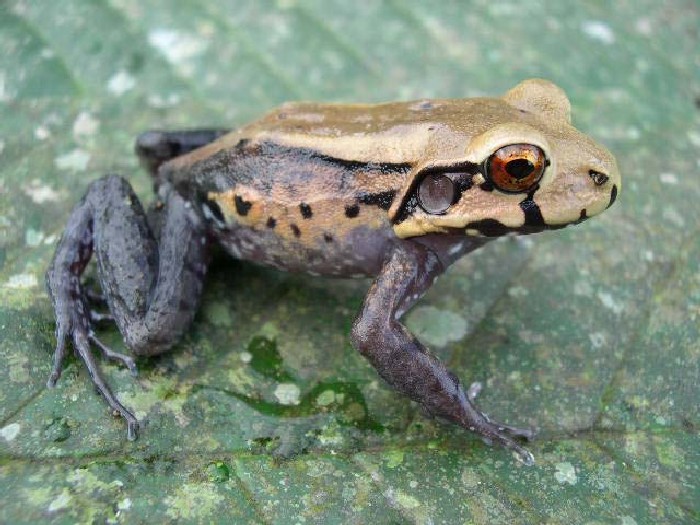 Leptodactylus stenodema Leptodactylus stenodema