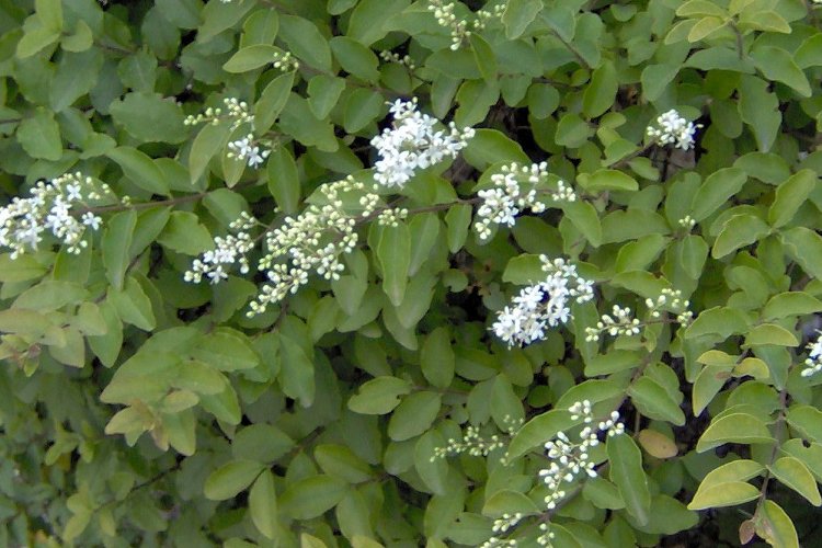 Ligustrum ovalifolium image