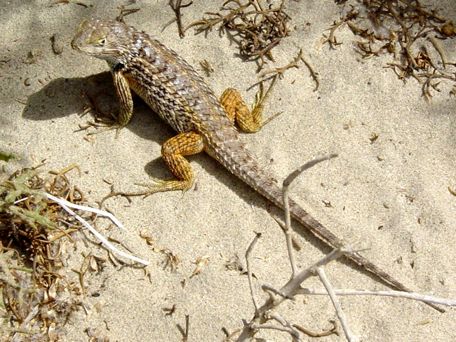 Sceloporus zosteromus Sceloporus zosteromus