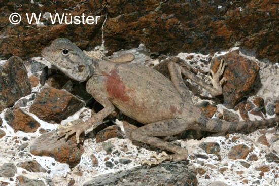 Pseudotrapelus sinaitus Pseudotrapelus sinaitus