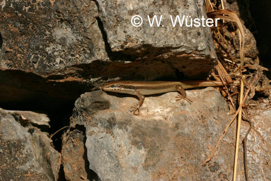 Trachylepis tessellata Trachylepis tessellata