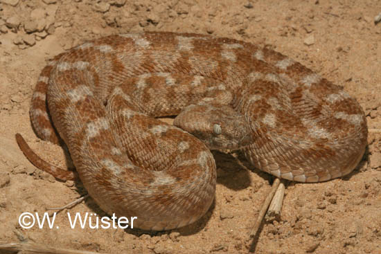 Calphotos: Echis Coloratus; Burton's Carpet Viper