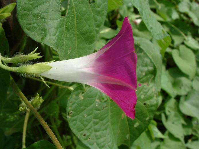 Ipomoea purpurea