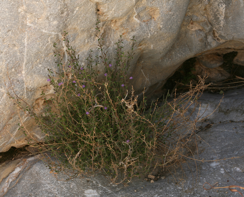 Hedeoma nana ssp. californica