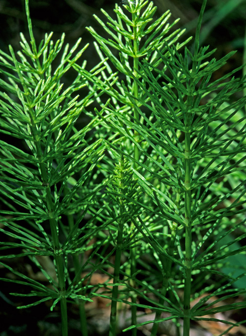 Equisetum arvense