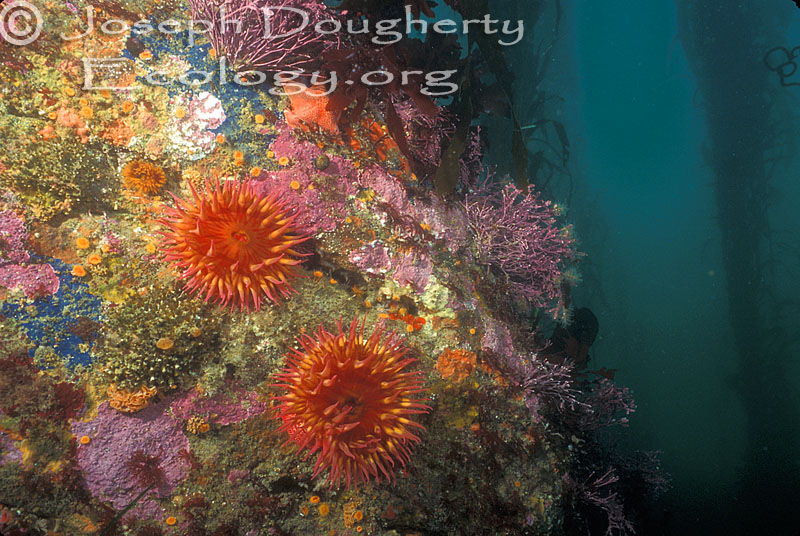 Underwater paradise - kelp forest scenery in Monterey.