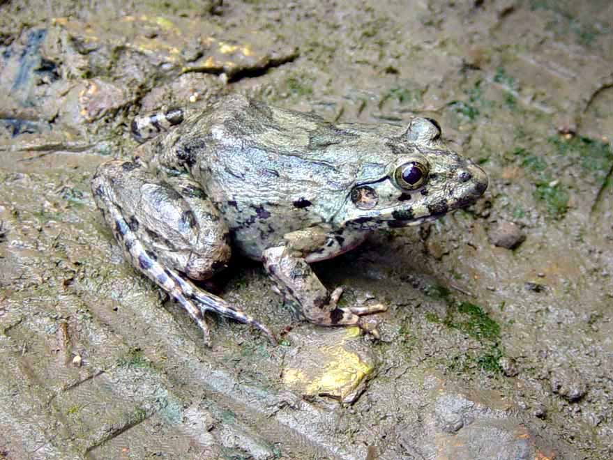 Fejervarya cancrivora Fejervarya cancrivora