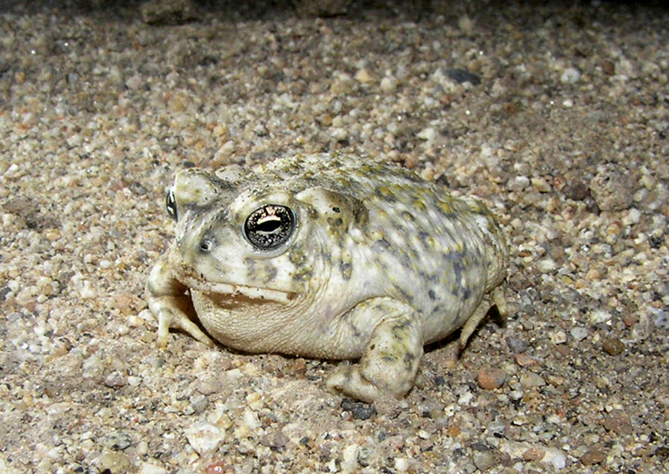 Anaxyrus californicus Anaxyrus californicus