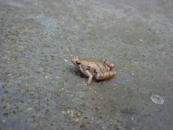 Microhyla butleri Microhyla butleri