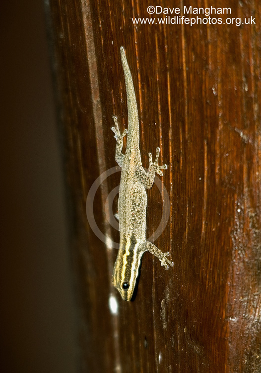 Lygodactylus keniensis