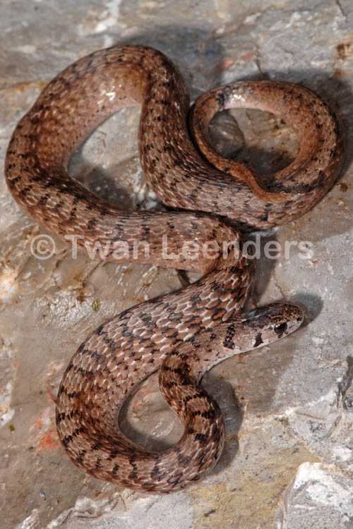 Storeria dekayi wrightorum Storeria dekayi wrightorum