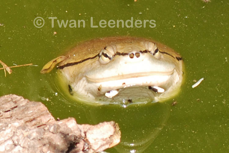 Phrynops hilarii Phrynops hilarii