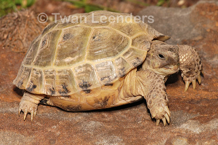 Testudo horsfieldii Testudo horsfieldii