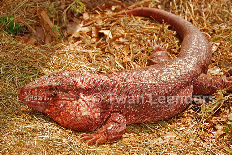 Salvator rufescens Salvator rufescens