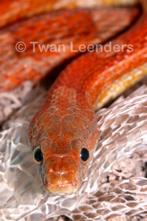 Pantherophis guttatus rosaceus Pantherophis guttatus rosaceus