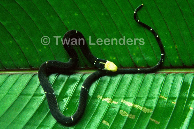 Scaphiodontophis annulatus Scaphiodontophis annulatus